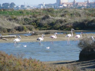 Flamencos